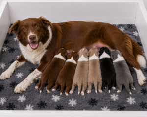 Border Collie – Brisbane