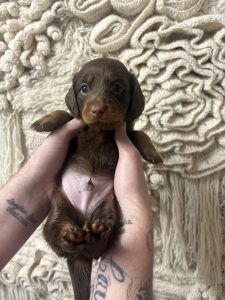 Dachshund – Park Avenue
