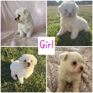 Maltese Shih Tzu – Warwick