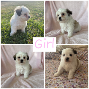 Maltese Shih Tzu – Warwick