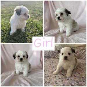 Maltese Shih Tzu – Warwick