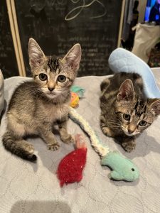 Domestic Short Hair (DSH) – Bankstown