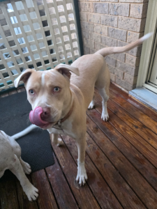 Dogs – Saint Clair