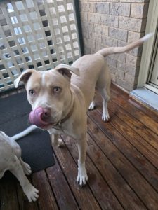Dogs – Saint Clair