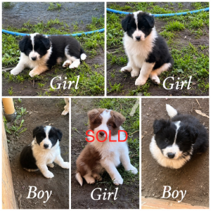 Border Collie – Thurgoona
