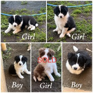 Border Collie – Thurgoona