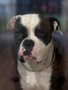 American Bulldog – Burpengary East