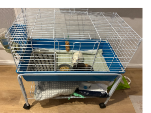 Guinea Pig – Nick