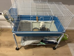 Guinea Pig – Nick