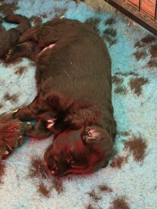 German Shepherd – Lewiston