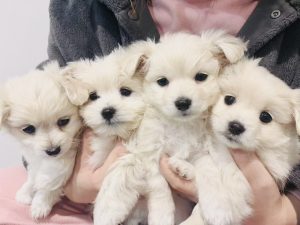 Maltese – Glenroy
