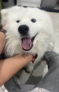 Samoyed – Gables