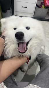 Samoyed – Gables