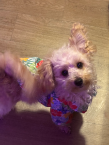 Toy Poodle – Acacia Ridge
