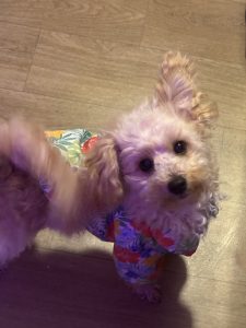 Toy Poodle – Acacia Ridge