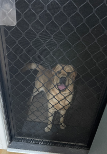 Labrador Retriever – Coonarr