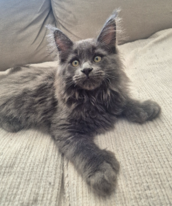 Maine Coon – Mindarie