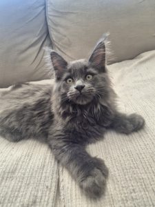 Maine Coon – Mindarie