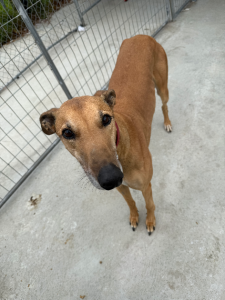 Greyhound – Mortlake