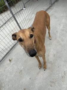 Greyhound – Mortlake