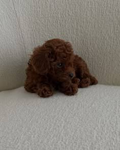 Toy Poodle – Garran