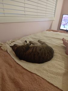Domestic Short Hair (DSH) – Garbutt