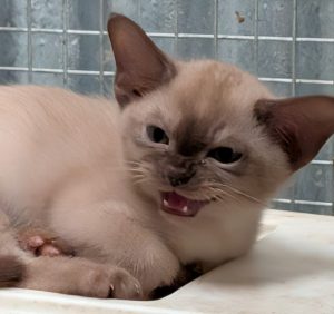 Burmese – Albury