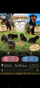 Rottweiler – Byron Bay