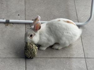 Rabbit – Gosford