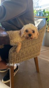 Stud – Perth