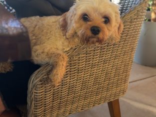 Stud – Perth