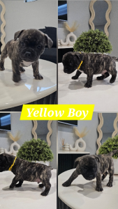 French Bulldog – Two Rocks