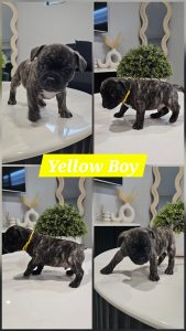 French Bulldog – Two Rocks
