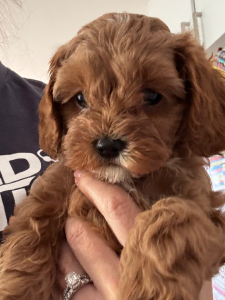 Cavoodle – Mindarie