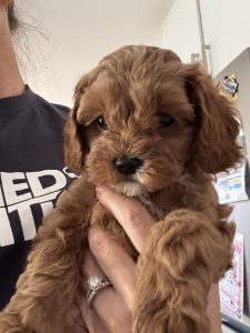 Cavoodle – Mindarie