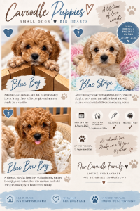 Cavoodle – Helidon