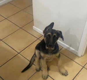 German Shepherd – Murrumba Downs