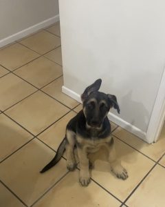 German Shepherd – Murrumba Downs
