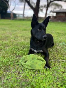 Kelpie – Mount Duneed