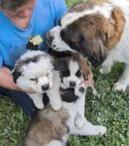 Saint Bernard – Bathurst