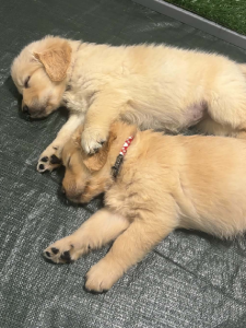 Golden Retriever – Enoggera