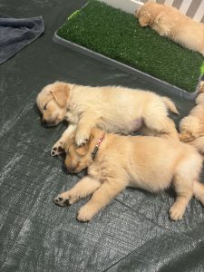 Golden Retriever – Enoggera