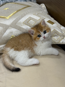 British Shorthair – Narre Warren