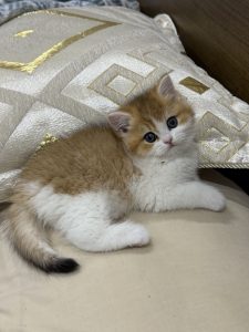 British Shorthair – Narre Warren