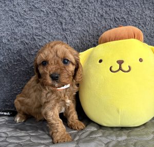 Cavoodle – Sydney