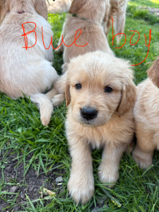Golden Retriever – Moe