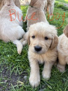 Golden Retriever – Moe