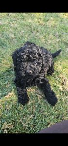Cavoodle – Kiama