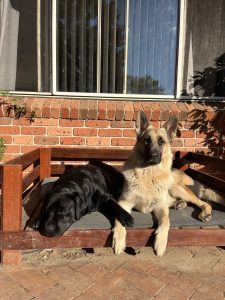 Labrador Retriever – 2211
