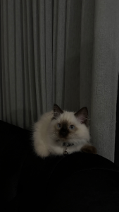 Ragdoll – Craigieburn
